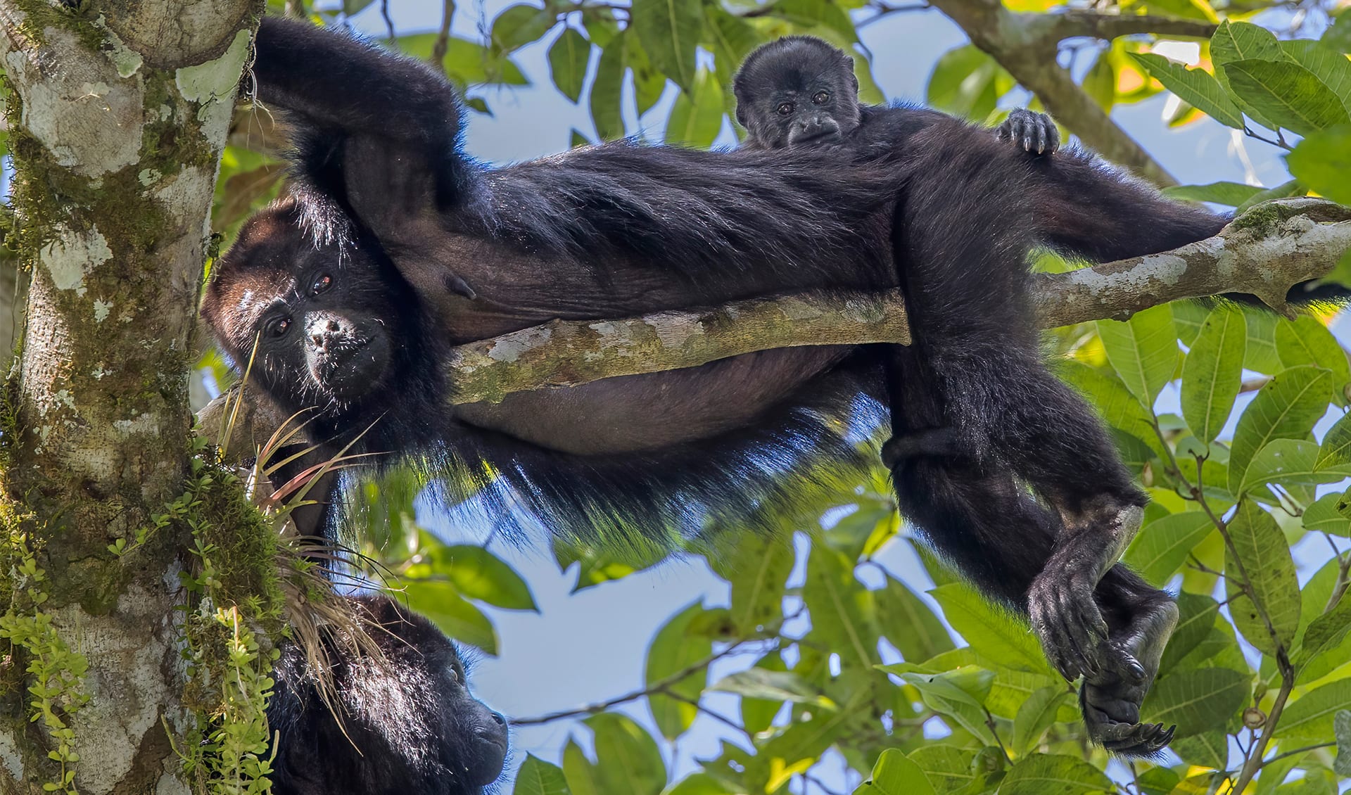 Yucatán black howler monkey facts, distribution & population | BioDB